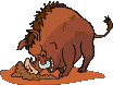 cinghiale scava.gif